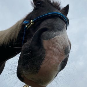 Meet your Posher, Brynn